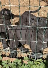 Antalya'da akılalmaz vicdansızlık: Yavru k&ouml;peklerin kulaklarını kestiler! Cezasız kalmadı&hellip;