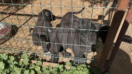 Antalya'da akılalmaz vicdansızlık: Yavru k&ouml;peklerin kulaklarını kestiler! Cezasız kalmadı&hellip;