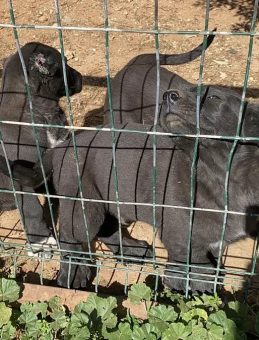Antalya'da akılalmaz vicdansızlık: Yavru k&ouml;peklerin kulaklarını kestiler! Cezasız kalmadı&hellip;