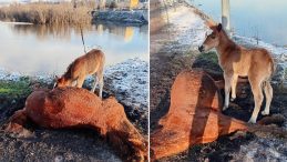 Ardahan'da y&uuml;rek yakan g&ouml;r&uuml;nt&uuml;! Tay, &ouml;len annesinin başından ayrılmadı
