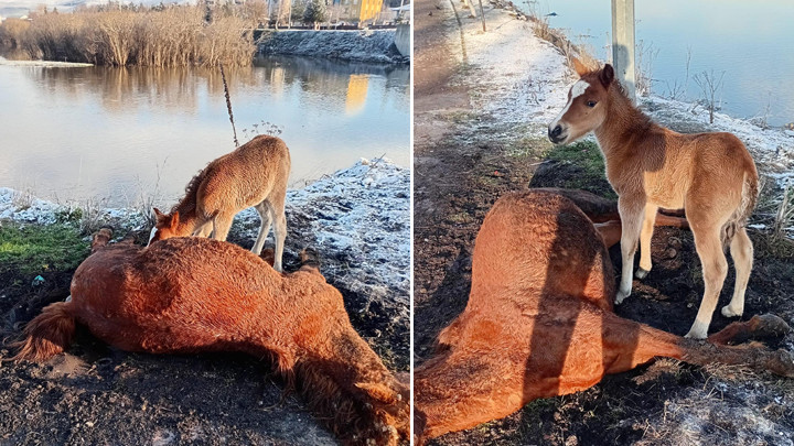 Ardahan'da y&uuml;rek yakan g&ouml;r&uuml;nt&uuml;! Tay, &ouml;len annesinin başından ayrılmadı