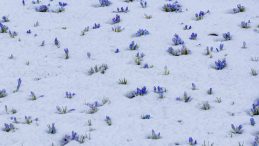 Baharın M&uuml;jdecisi! Kars'ta A&ccedil;maya Başladı