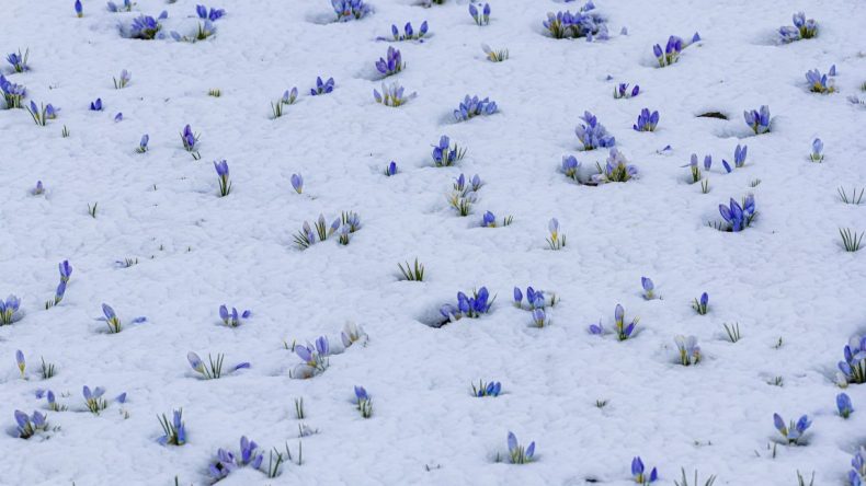 Baharın M&uuml;jdecisi! Kars'ta A&ccedil;maya Başladı