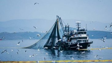 Balık tutkunları dikkat: Tarih belli oldu, av yasağı başlıyor