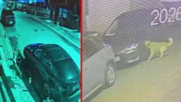 Başıboş k&ouml;pekler &Uuml;sk&uuml;dar'da dehşet sa&ccedil;tı! Kendimi binaya zor attım diyen mahalleli isyan etti