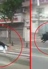 Batman&rsquo;da Şehir Merkezinde Dehşet: Yaya Ge&ccedil;idinden Ge&ccedil;enlere Domuz Saldırdı