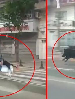 Batman&rsquo;da Şehir Merkezinde Dehşet: Yaya Ge&ccedil;idinden Ge&ccedil;enlere Domuz Saldırdı