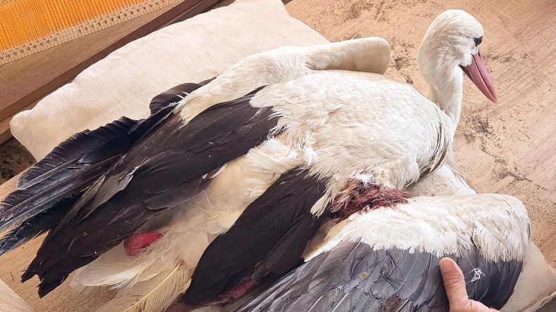 Bu ne vicdansızlık… 2 ayda 53 leylek vuruldu