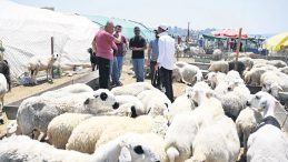 B&uuml;y&uuml;kbaş 300 bin TL, k&uuml;&ccedil;&uuml;kbaş 30 bin TL