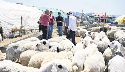 B&uuml;y&uuml;kbaş 300 bin TL, k&uuml;&ccedil;&uuml;kbaş 30 bin TL