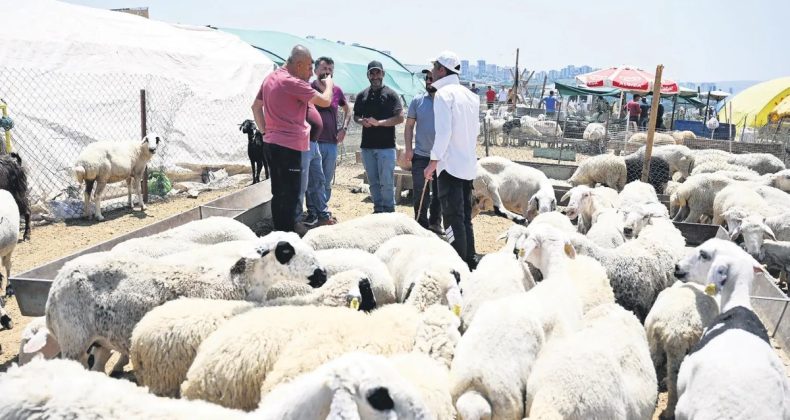 B&uuml;y&uuml;kbaş 300 bin TL, k&uuml;&ccedil;&uuml;kbaş 30 bin TL