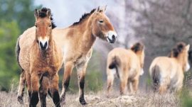 &Ccedil;ernobil&rsquo;in Atları