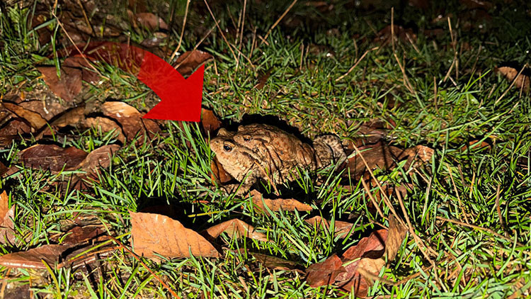 &Ccedil;iftleşmek i&ccedil;in ormandan g&ouml;lete g&ouml;&ccedil; ediyorlar | 5 bin yıllık keşifte de rastlanmıştı