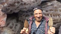 Dağ k&ouml;ylerindeki vatandaşın gelir kapısı oldu: Kilosunu 1.000 liraya satıyorlar