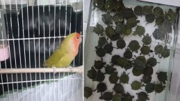 Denizli'de 14 Papağan ve 150 Kırmızı Yanaklı Su Kaplumbağasına El Konuldu