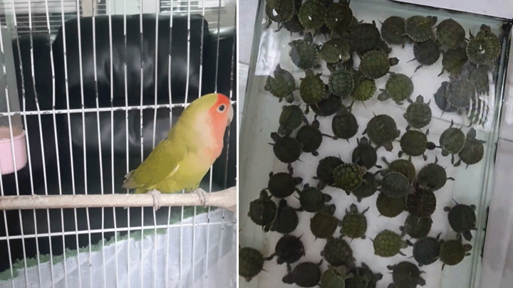 Denizli'de 14 Papağan ve 150 Kırmızı Yanaklı Su Kaplumbağasına El Konuldu