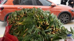 Dere kenarlarında kendiliğinden yetişiyor! Bedava toplanıyor: 200 liraya satılıyor