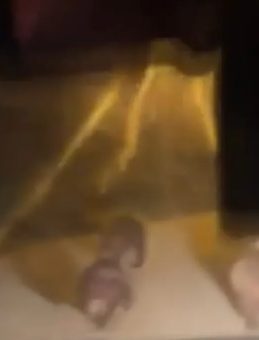 Devrek&rsquo;te A&ccedil; Kalan Ayılar K&ouml;ye İndi