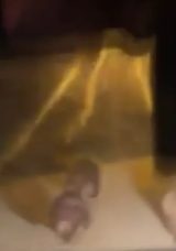 Devrek&rsquo;te A&ccedil; Kalan Ayılar K&ouml;ye İndi