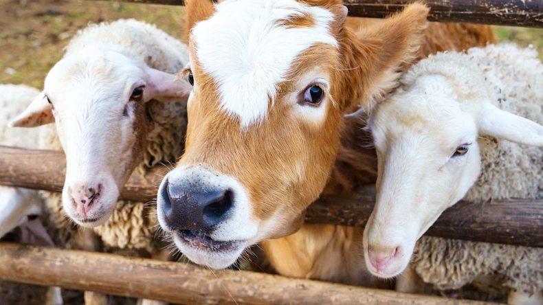 Diyanet İşleri Başkanlığı uyardı: Kurbanlığın &ouml;n&uuml;nde bı&ccedil;ak bilemeyin