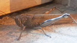 Diyarbakır'da ortaya &ccedil;ıktı! G&ouml;r&uuml;p de &uuml;rkmemek m&uuml;mk&uuml;n değil: Devasa boyutta ve et&ccedil;il bir t&uuml;r