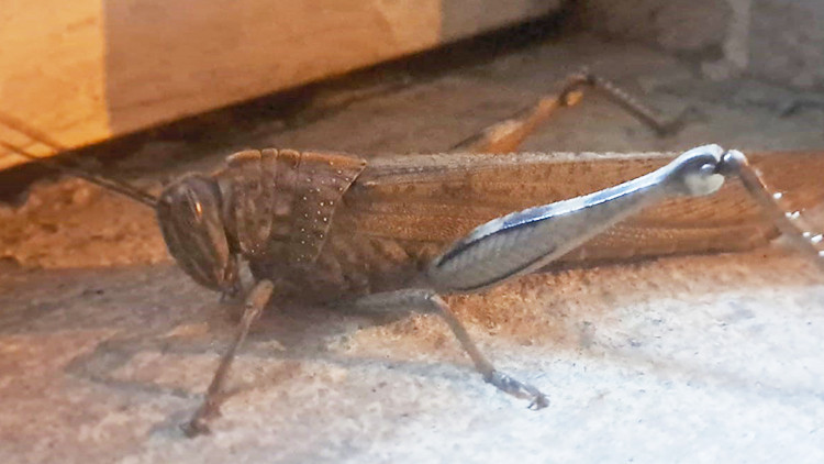 Diyarbakır'da ortaya &ccedil;ıktı! G&ouml;r&uuml;p de &uuml;rkmemek m&uuml;mk&uuml;n değil: Devasa boyutta ve et&ccedil;il bir t&uuml;r