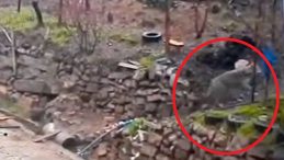 Doğada yiyecek bulamayınca mahalleye indiler