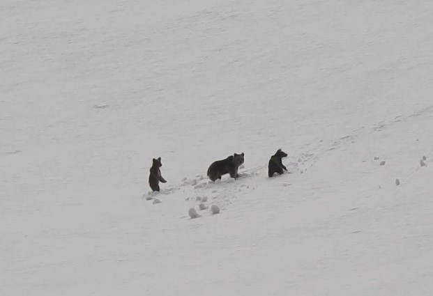 Erzincan&rsquo;da Anne Ayı ve Yavruları Kamerada