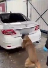 Gizli B&ouml;lmeden Kokain &Ccedil;ıktı: Polis K&ouml;peğini Ge&ccedil;emediler!