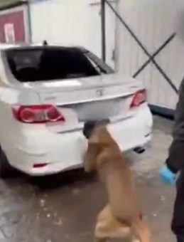 Gizli Bölmeden Kokain Çıktı: Polis Köpeğini Geçemediler!