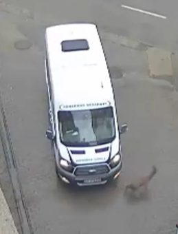 G&ouml;rele&rsquo;de Ara&ccedil;lara &Ccedil;arpan Yaralı Karaca Derede Bulundu