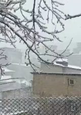 Hakkari beyaza b&uuml;r&uuml;nd&uuml;