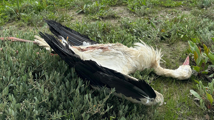 Hatay'da g&ouml;&ccedil; yolundaki 5 leylek t&uuml;fekle vurulmuş halde bulundu