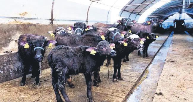 Hayvanların Masraflarını İlk 12 Ay Devlet Karşılayacak