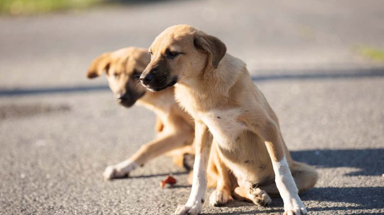 İ&ccedil;işleri&rsquo;nden Sokak Hayvanı A&ccedil;ıklaması: Y&uuml;zde 78&rsquo;i Toplandı