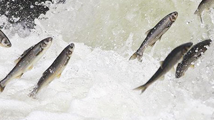 İnci Kefaline G&ouml;&ccedil; Temizliği