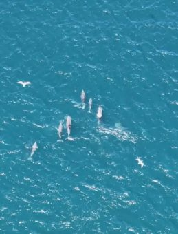 İstanbul Boğazı'nda Yunus Balıkları G&ouml;r&uuml;ld&uuml;