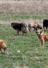İstanbul Valiliği sokak k&ouml;pekleri i&ccedil;in s&uuml;re verdi