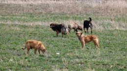 İstanbul Valiliği sokak k&ouml;pekleri i&ccedil;in s&uuml;re verdi