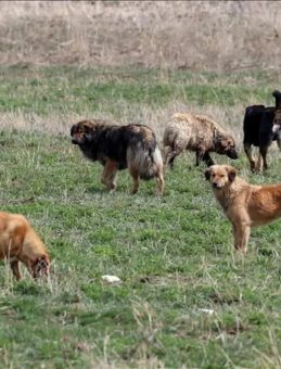 İstanbul Valiliği sokak köpekleri için süre verdi