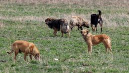 İstanbul Valiliği'nden sahipsiz k&ouml;pekler i&ccedil;in talimat: Belediyelere yazı g&ouml;nderildi