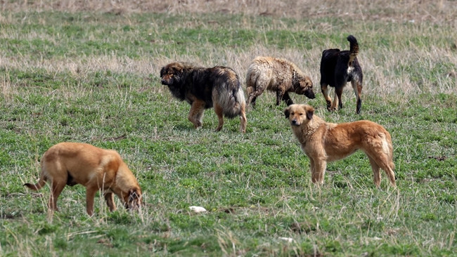İstanbul Valiliği'nden sahipsiz k&ouml;pekler i&ccedil;in talimat: Belediyelere yazı g&ouml;nderildi