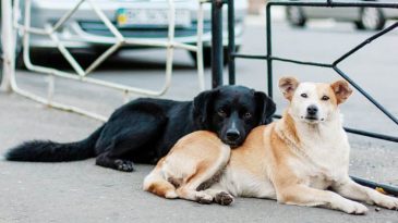 İstanbul Valiliği&rsquo;nden belediyelere: Sahipsiz k&ouml;pekleri toplayın
