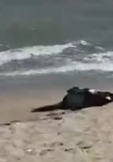 Karaburun Sahilde Ceset Bulundu
