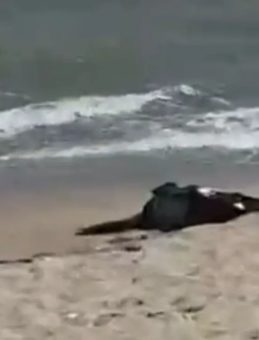 Karaburun Sahilde Ceset Bulundu