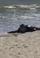 Karaburun Sahilinde Bulunan Cesedin 40 G&uuml;nd&uuml;r Aranan Adamın Ait Olduğu Belirlendi