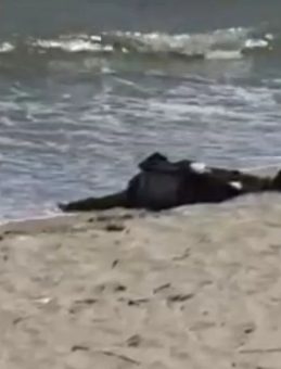 Karaburun Sahilinde Bulunan Cesedin 40 G&uuml;nd&uuml;r Aranan Adamın Ait Olduğu Belirlendi