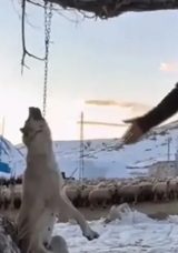 Kayseri'de K&ouml;peğini B&ouml;yle &Ouml;ld&uuml;rm&uuml;şt&uuml;: O G&ouml;r&uuml;nt&uuml;ler &Ccedil;ok Konuşuldu! Cani Hakkında Karar…