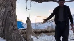 Kayseri'de K&ouml;peğini B&ouml;yle &Ouml;ld&uuml;rm&uuml;şt&uuml;: O G&ouml;r&uuml;nt&uuml;ler &Ccedil;ok Konuşuldu! Cani Hakkında Karar…