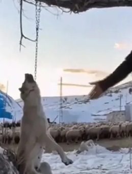 Kayseri'de K&ouml;peğini B&ouml;yle &Ouml;ld&uuml;rm&uuml;şt&uuml;: O G&ouml;r&uuml;nt&uuml;ler &Ccedil;ok Konuşuldu! Cani Hakkında Karar…